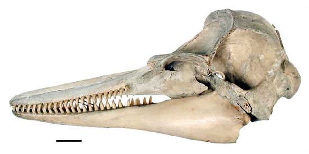 Lateral view of dolphin skull with scale bar.