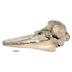 Lateral view of dolphin skull with scale bar.