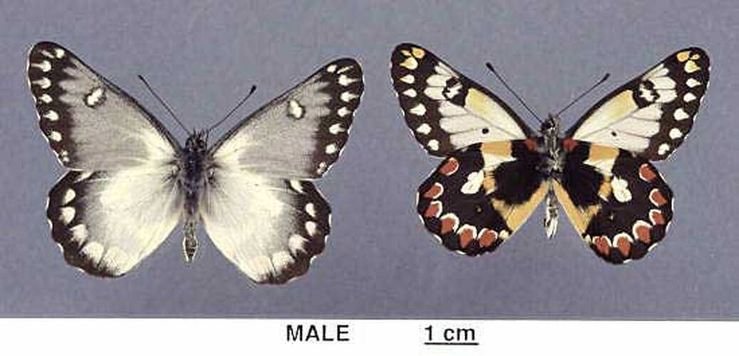 Two pinned butterfly images beside each other, wings spread, one in ventral, one in dorsal view.
