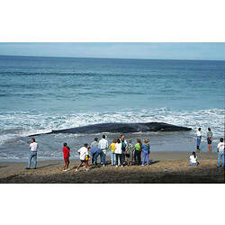 Blue Whale, Balaenoptera musculus, stranded adult