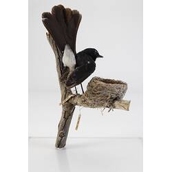 Black and white bird taxidermy specimen and nest mounted on a branch.