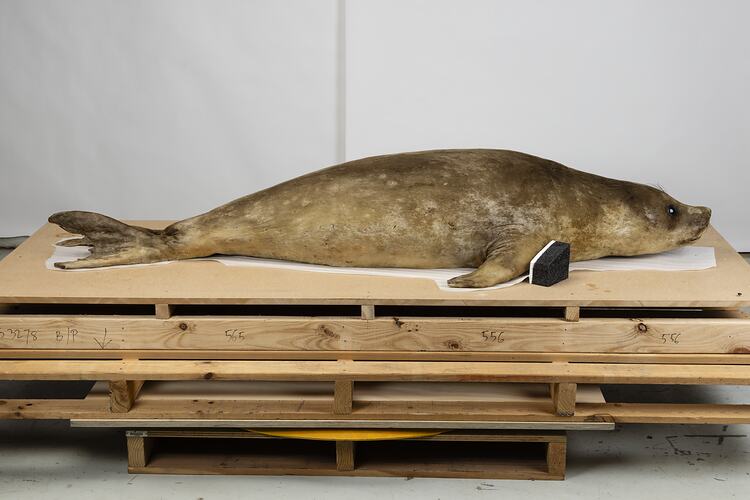 <em>Mirounga leonina</em>, Southern Elephant Seal. [C 30974]