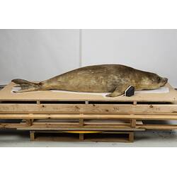 <em>Mirounga leonina</em>, Southern Elephant Seal. [C 30974]