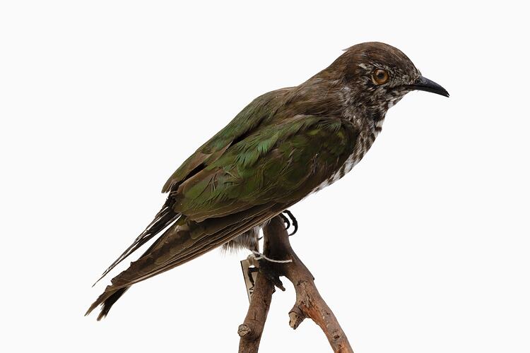 <em>Chalcites lucidus plagosus</em>, Shining Bronze-Cuckoo. [B 7204]