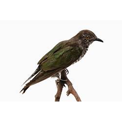 <em>Chalcites lucidus plagosus</em>, Shining Bronze-Cuckoo. [B 7204]