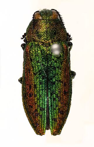 <em>Lamprodila rutilans</em>, Linden Jewel Beetle. [BUP 2310]