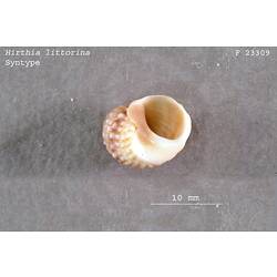 Pale brown small snail shell with scale bar, aperture view.