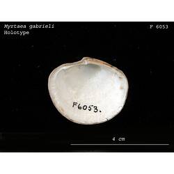 <em>Myrtaea gabrieli</em>, bivalve.  Holotype.  Registration no. F 6053.