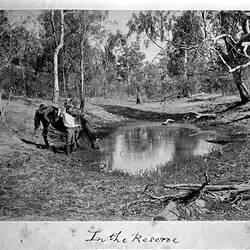 Photograph - by A.J. Campbell, Echuca District, Victoria, 1894