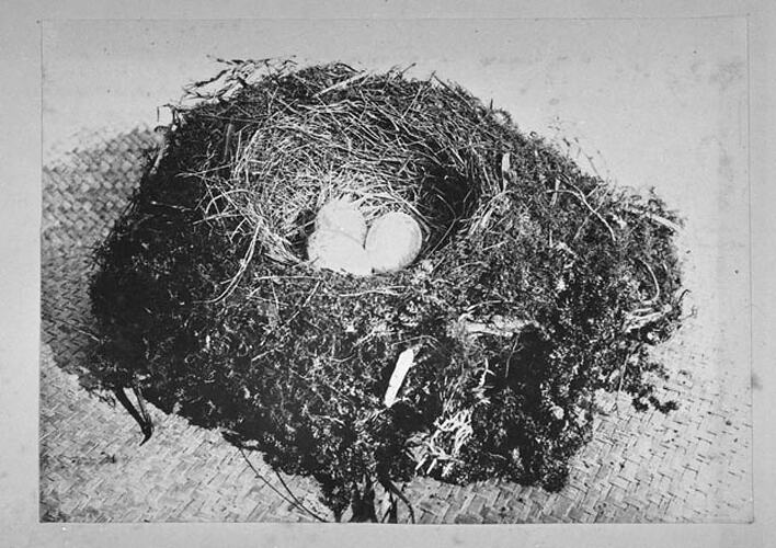 Nests and Eggs