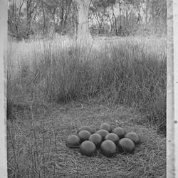 Photograph - 'An Emu's Nest', by A.J. Campbell, Riverina, New South Wales & Victoria, Jun 1895