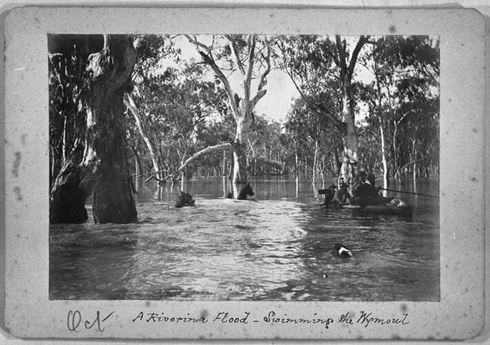 A Riverina Flood - Swimming the Wymoul