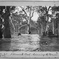 Photograph - by A.J. Campbell, Wymoul River, New South Wales, circa 1900
