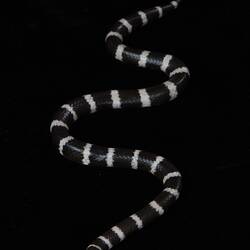 <em>Vermicella annulata</em>, Bandy Bandy, model. [D 76353]