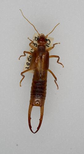 <em>Labidura</em> sp., earwig. [DER  26]