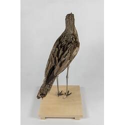 <em>Burhinus grallarius</em>, Bush Stone-curlew. [22154]