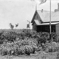 Negative - Kamarooka East State School & Garden, Kamarooka East, Victoria, Nov 1916