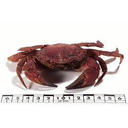 Frontal view of crab specimen beside scale bar.