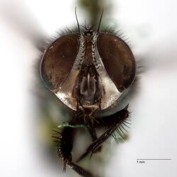 of pinned blowlfy specimen.