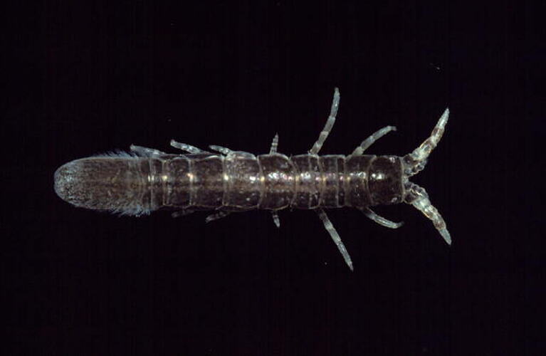 Dorsal view of isopod specimen.