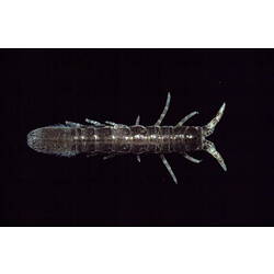 <em>Cleantis phryganea</em> (Hale, 1924)