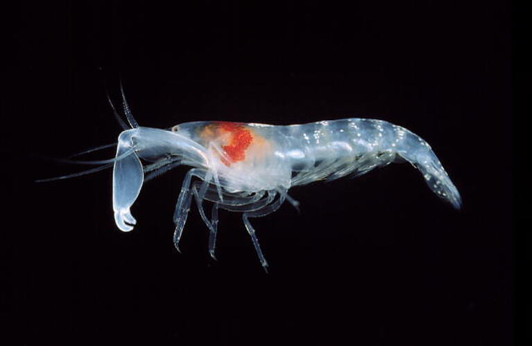 Left lateral view of shrimp.