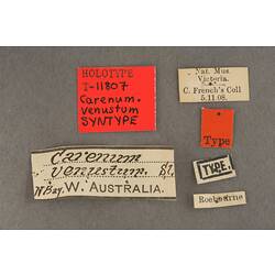 Entomology type specimen labels.
