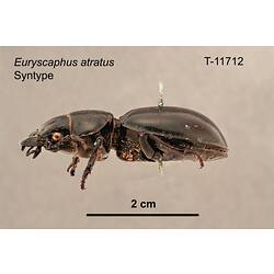 Beetle specimen, lateral view.