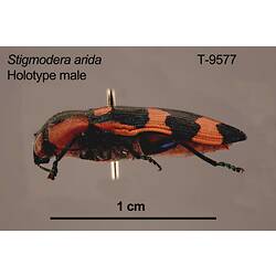 Jewel beetle specimen, male, lateral view.