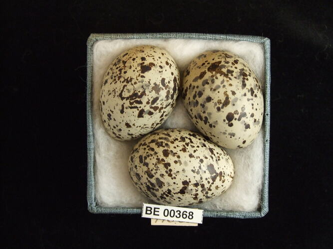 Three bird eggs with specimen labels in box.