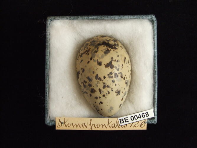 Bird egg with specimen labels in box.