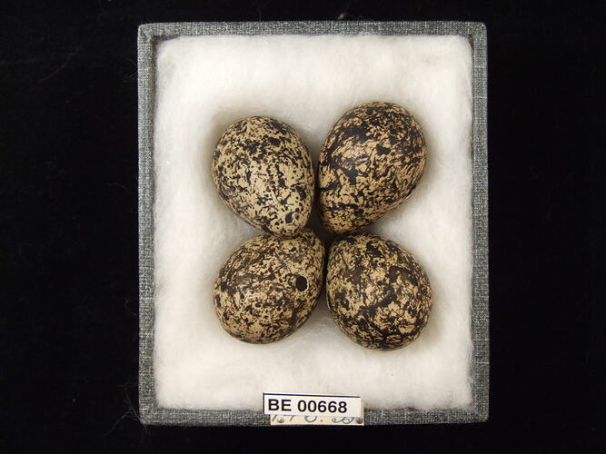 Four bird eggs with specimen labels in box.