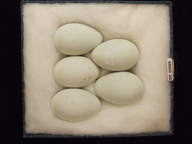 Five bird eggs with specimen labels in box.