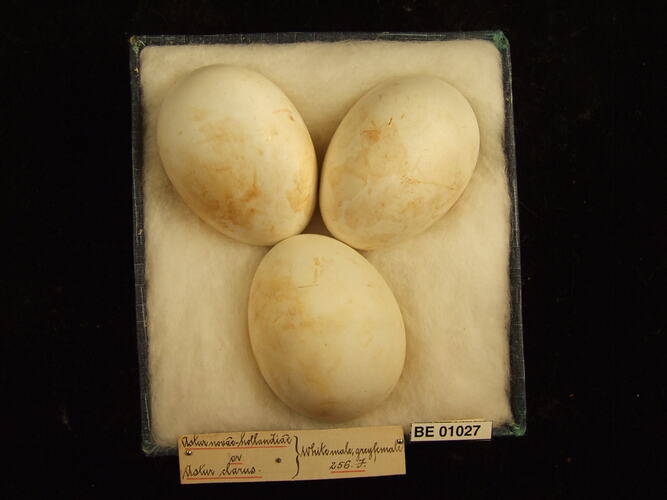 Three bird eggs and specimen label in box.