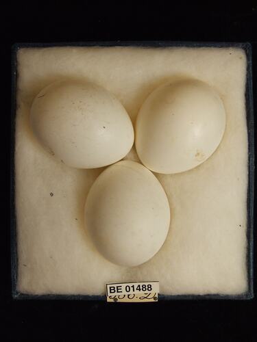 Three bird eggs with specimen labels in box.