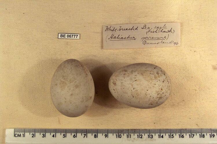 Two bird eggs with specimen labels beside ruler.