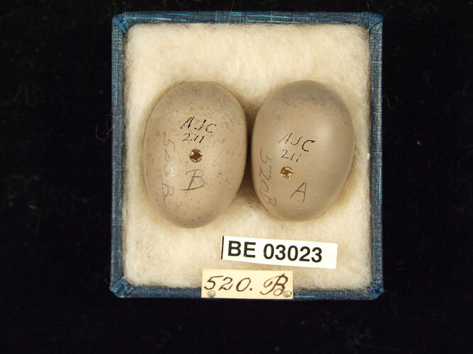 Two bird eggs in box with labels.