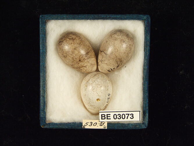 Three bird eggs in box with labels.