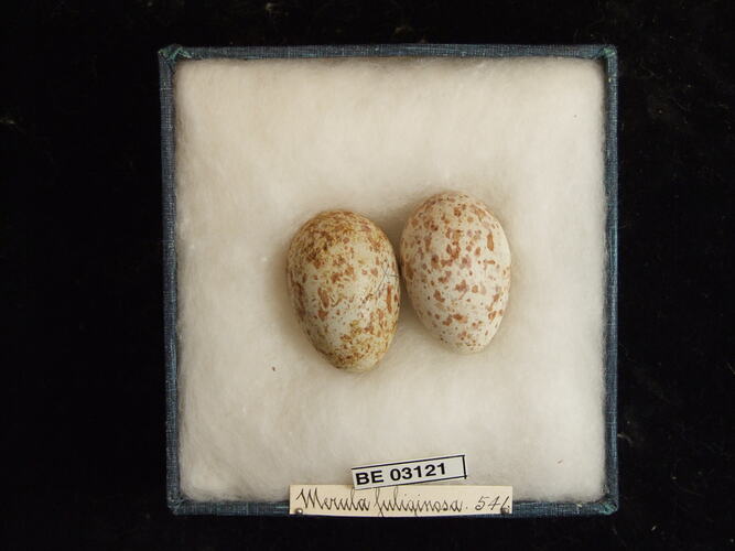 Two bird eggs in box with labels.