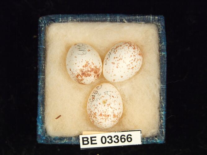 Three bird eggs in box with labels.