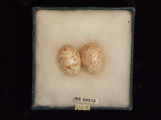 Two bird eggs in box with specimen labels.