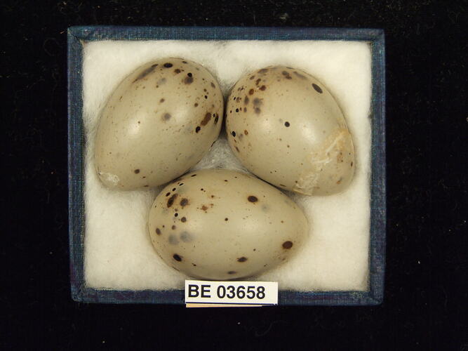 Three bird eggs in box with specimen labels.