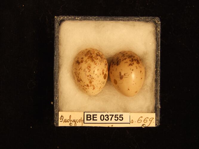 Two bird eggs in box with specimen labels.