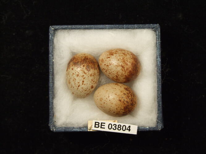 Three bird eggs in box with specimen labels.