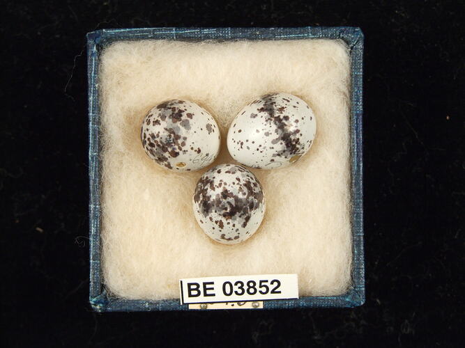 Three bird eggs in box with specimen labels.