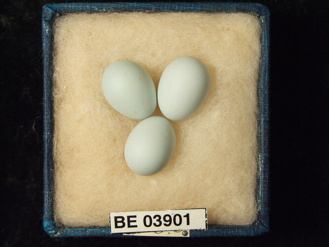Three bird eggs in box with specimen labels.