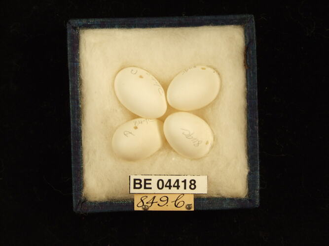 Four bird eggs in box with specimen labels.