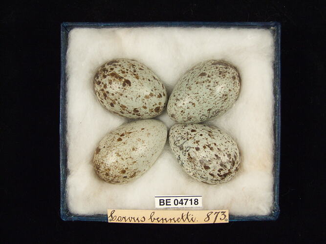 Four bird eggs with specimen labels in box.