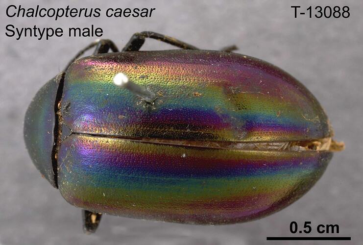 Beetle specimen, male, dorsal view.