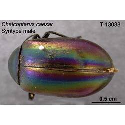 Beetle specimen, male, dorsal view.